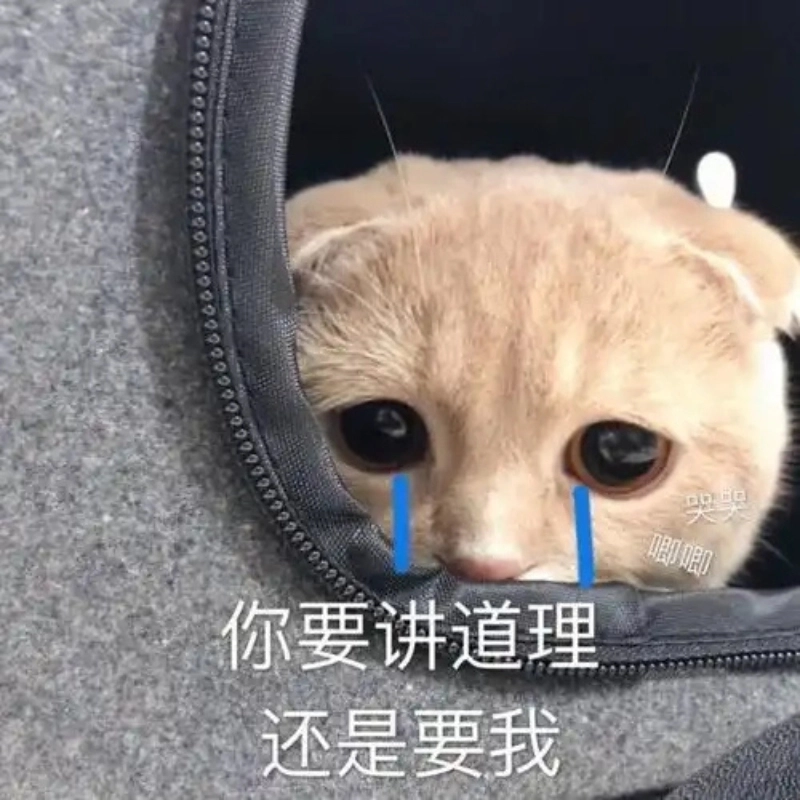 Khi vô tri meme mèo khóc cute nhưng vẫn đáng yêu