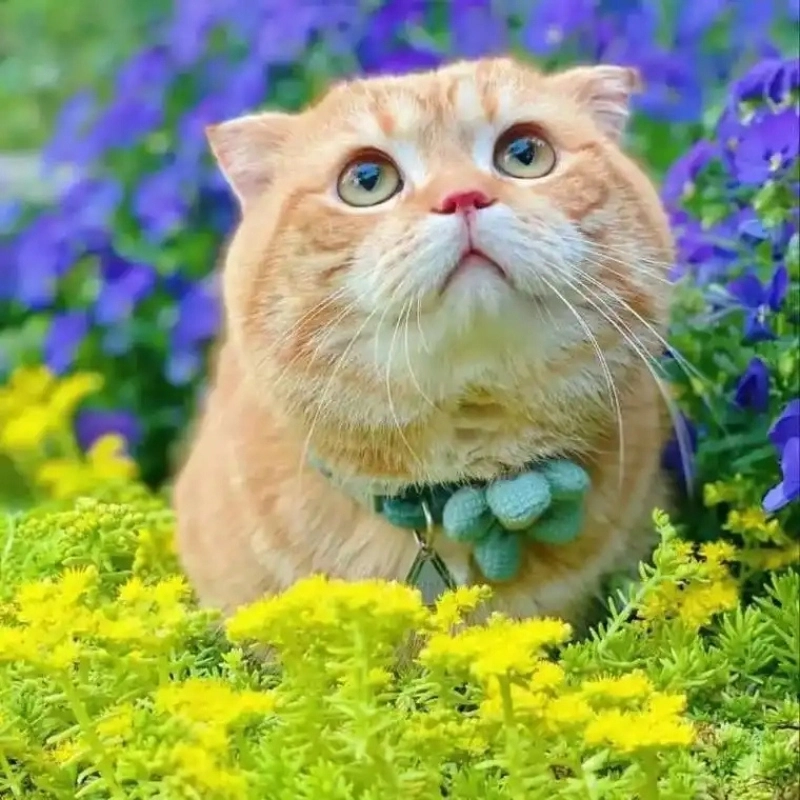 Trọn bộ vô tri meme mèo cười đau bụng