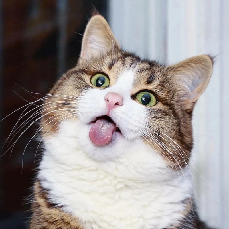 Fan cứng không thể bỏ qua avatar vô tri mèo meme