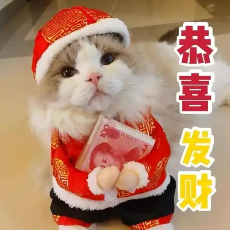 Không khí Tết rộn ràng với ảnh mèo đón tết meme cực chất