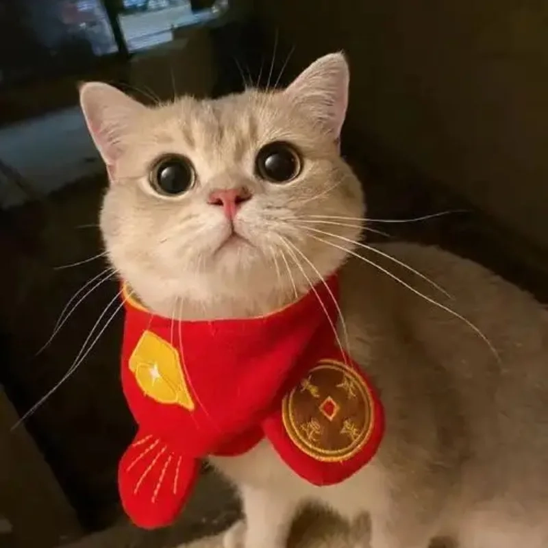Thêm tiếng cười với ảnh tết con mèo meme vui nhộn