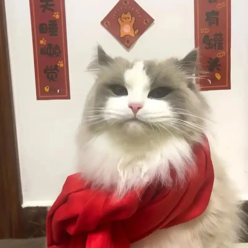 Cười bung nóc với ảnh mèo meme đón tết cực lầy