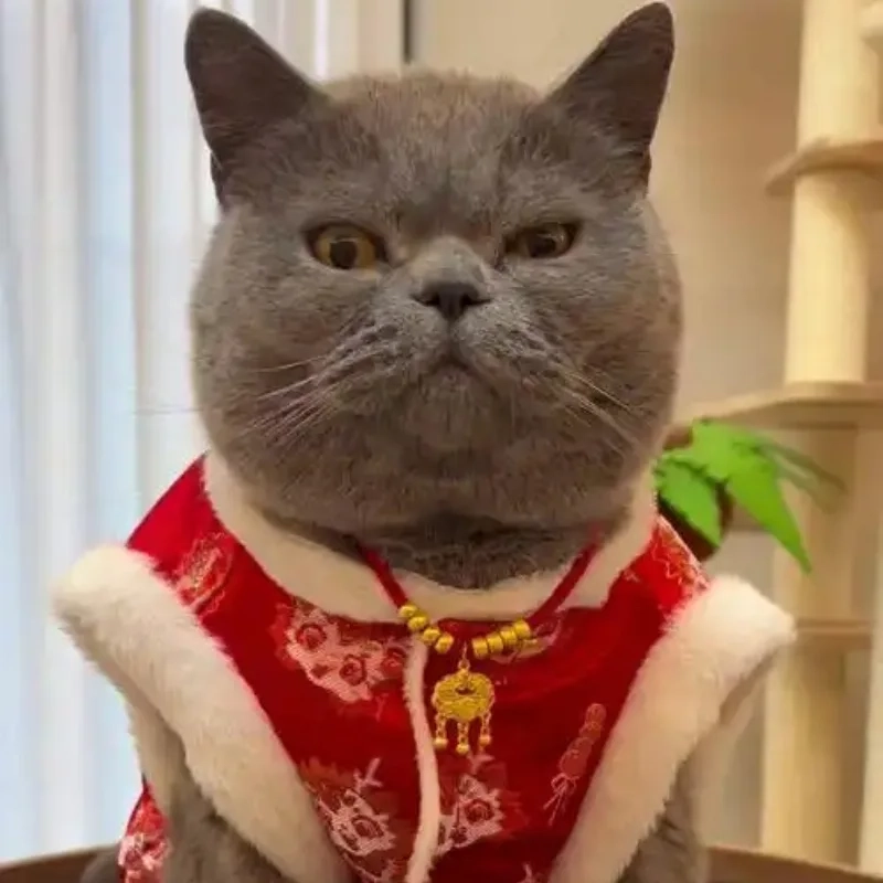 Đầy đủ bộ sưu tập ảnh mèo meme tết 2024 siêu hài