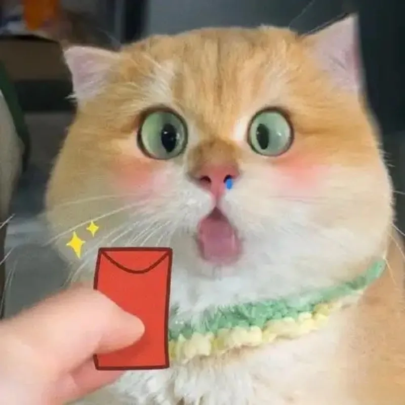 Bộ sưu tập mèo bựa không thể nhịn cười