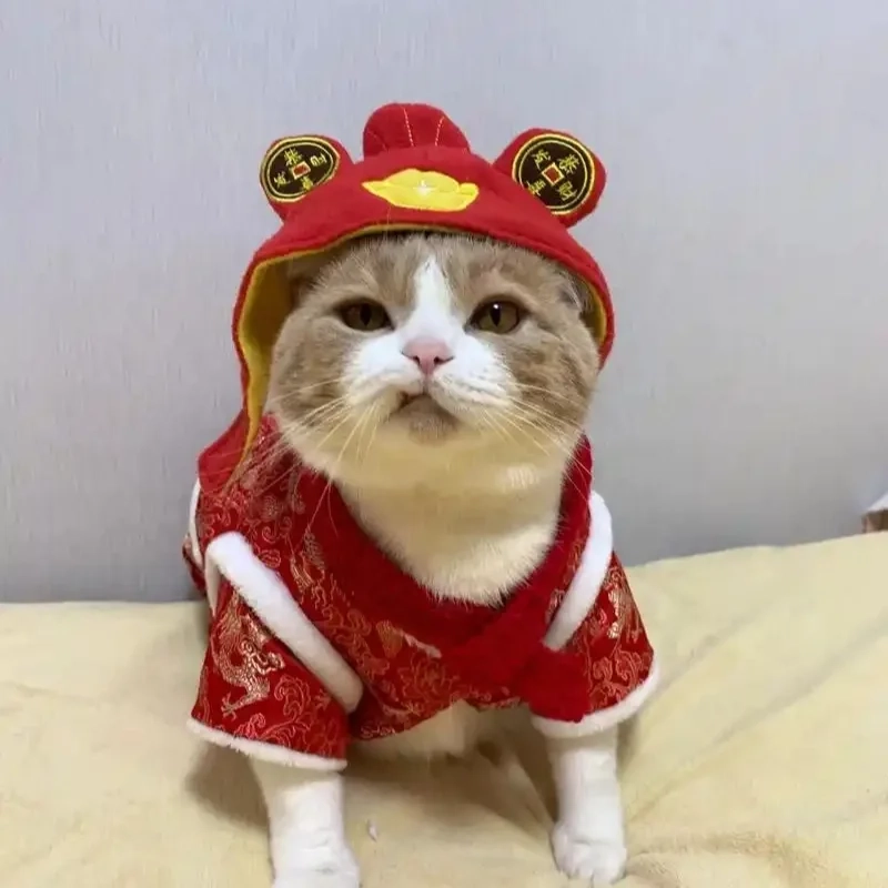 Loạt hình mèo bựa hot nhất cho hội ghiền meme