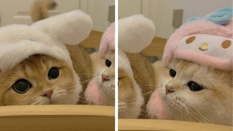 Cùng nhau đáng yêu với avatar mèo đôi cute
