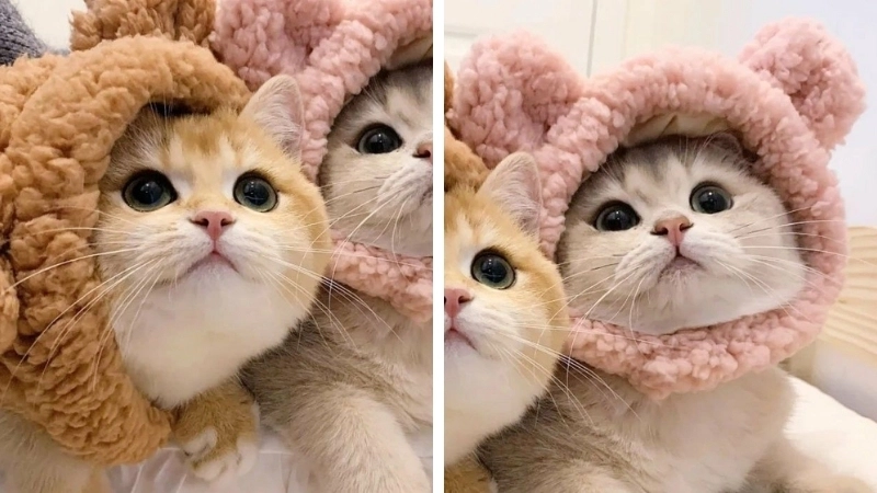 Lựa chọn đáng yêu với avatar đôi con mèo