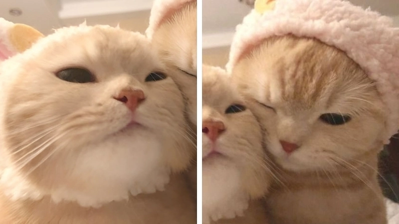 Cùng nhau đáng yêu với avatar đôi mèo thật