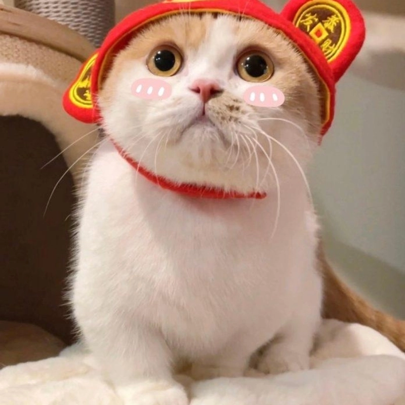 Khi mèo cũng chào xuân cat meme tết đáng yêu