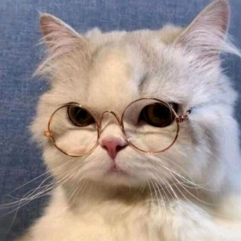 Nổi bật cùng hình avatar cute mèo chibi dễ thương