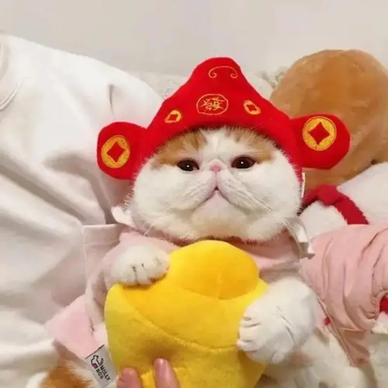 Đổi ngay avatar ảnh mèo tết meme siêu dễ thương đón năm mới