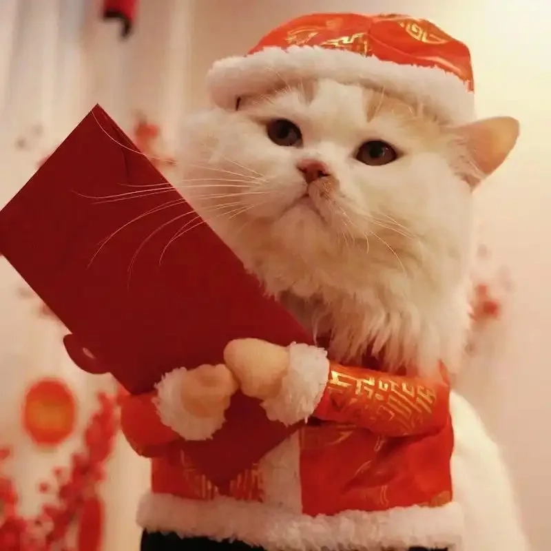 Đổi vibe ngày Tết với avatar tết mèo meme cực lầy