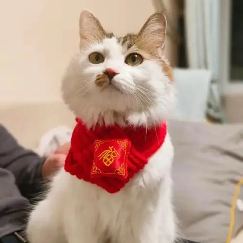 Cập nhật ảnh avatar mèo meme tết để Tết này thêm phần thú vị