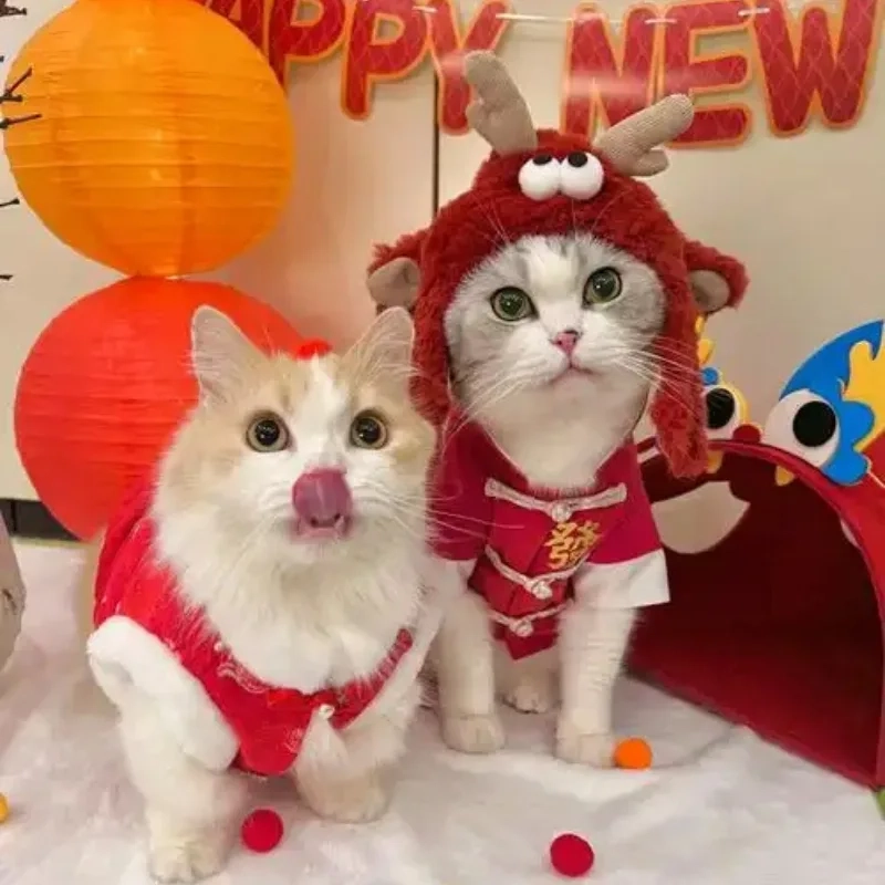 Mèo chào xuân trong avatar tết 2024 meme mèo siêu đáng yêu