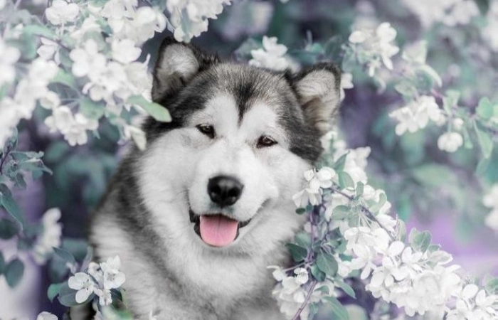 Avatar cute chó dành cho những ai yêu sự dễ thương