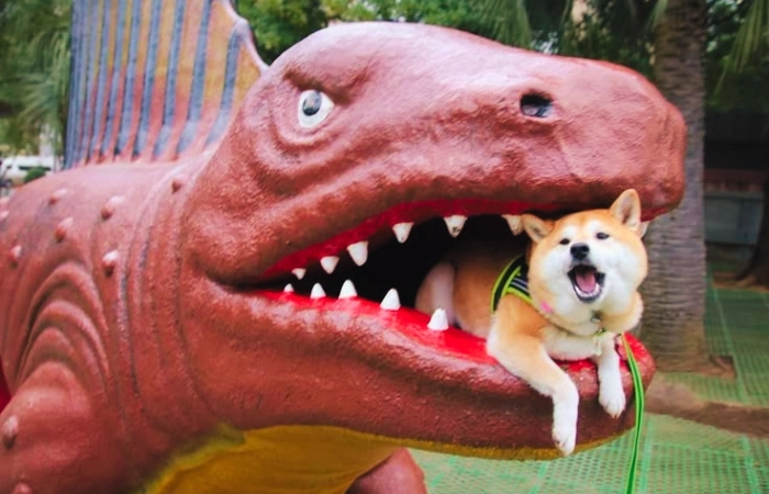 Avatar chó shiba bựa hài hước và độc đáo