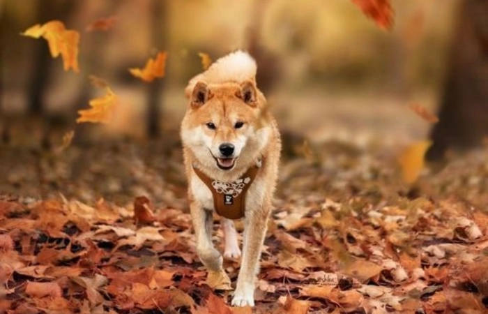 Avatar chó shiba ngầu thể hiện phong cách cá tính