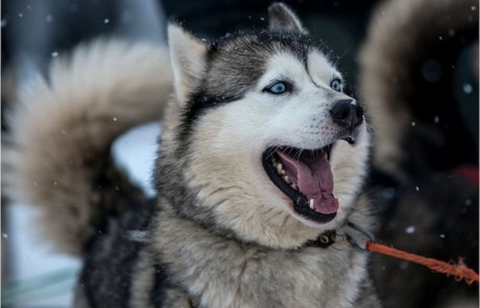 Avatar chó husky dành cho fan yêu thích sự tinh nghịch