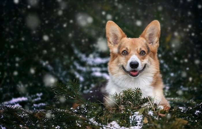 Avatar chó corgi dễ thương dành cho fan giống chó này