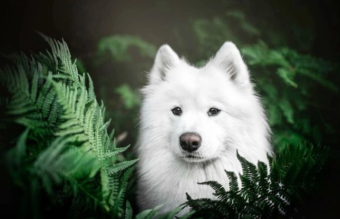 Avatar con chó cute thể hiện phong cách đáng yêu