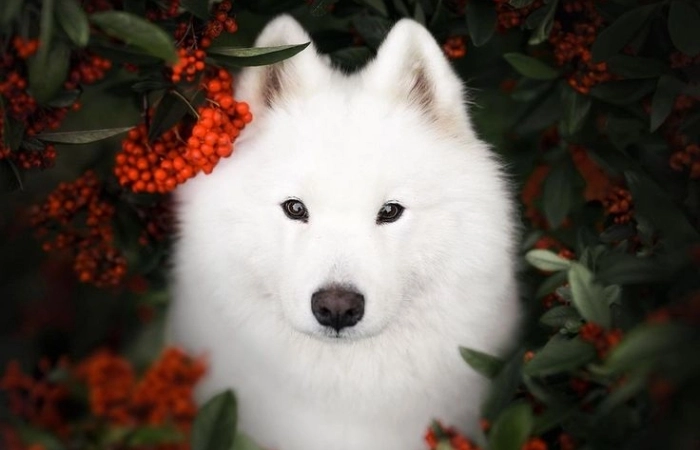 Avatar cún cute phù hợp cho người yêu động vật