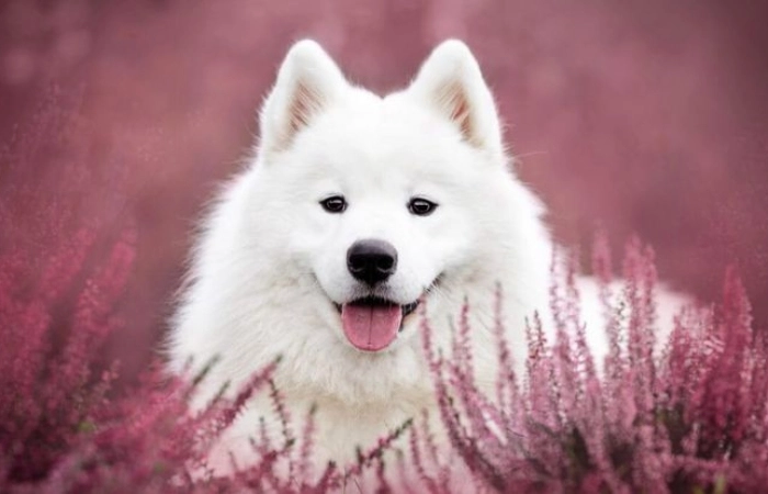 Hình avatar chó cute tạo điểm nhấn đặc biệt