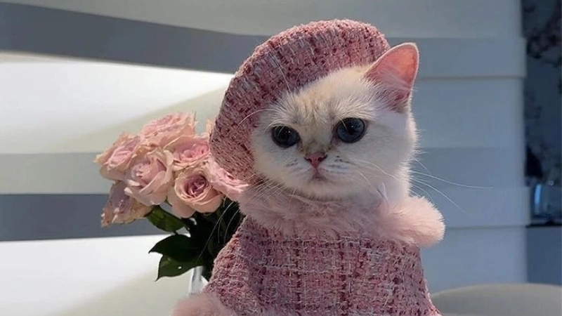 Thể hiện cá tính với avatar mèo cute độc đáo