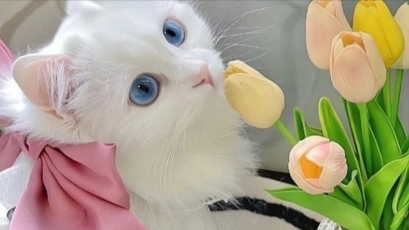 Avatar mèo đáng yêu khiến ai cũng phải mê