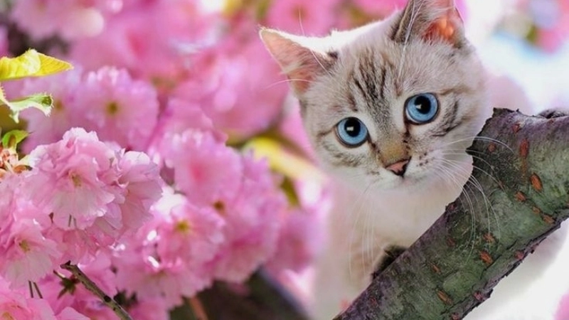 Mèo avatar siêu dễ thương cho hồ sơ của bạn