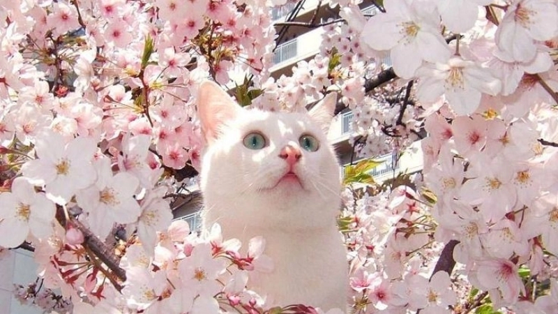 Tìm ngay avatar ảnh mèo siêu đáng yêu cho profile