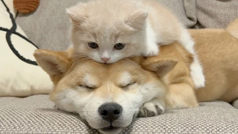 Hình ảnh avatar chó mèo cute dành cho tín đồ thú cưng