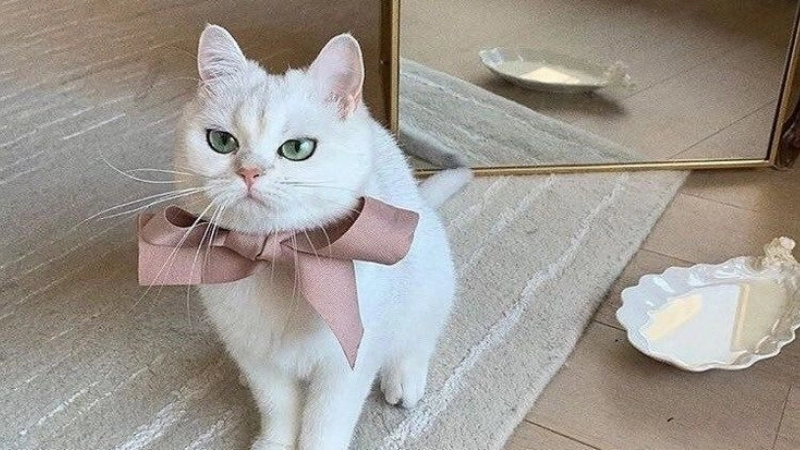 Thêm phần sinh động với ảnh đại diện cute mèo