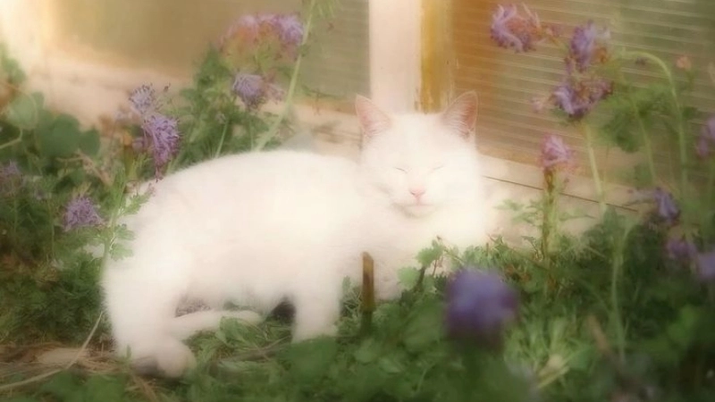 Góc đáng yêu với ảnh đại diện mèo cute cực chất