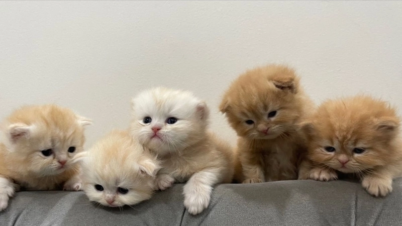 Cập nhật ảnh mèo cute avatar để thêm phần nổi bật