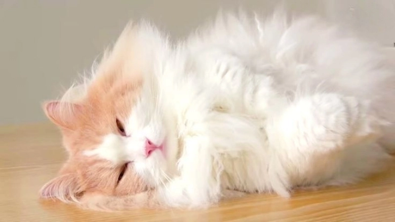 Hình ảnh ảnh mèo cute làm avatar siêu dễ thương