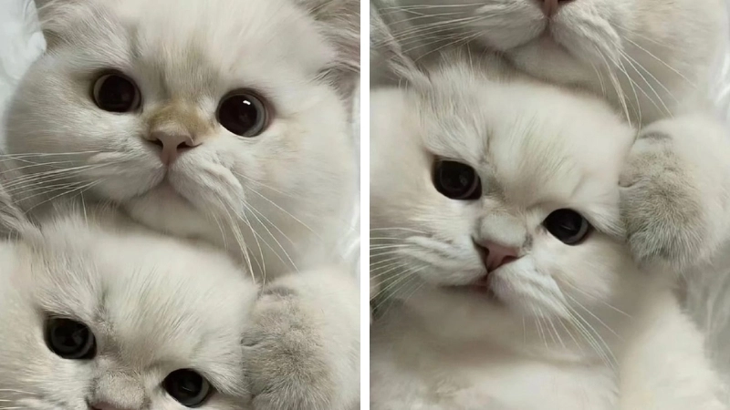 Tạo điểm nhấn với avatar đôi mèo cute ngọt ngào