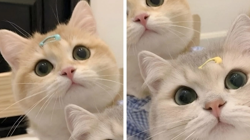 Làm mới trang cá nhân với avatar mèo cute đôi dễ thương