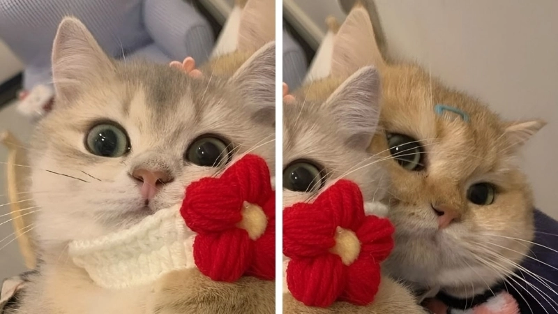 Lựa chọn hoàn hảo cho hội bạn với avatar mèo đôi cute
