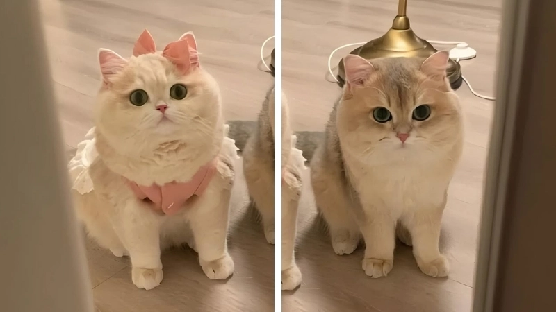 Ghép đôi cùng avt con mèo đôi đáng yêu nhất