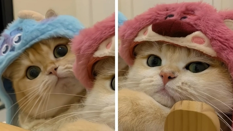 Cùng bạn thân đổi ava mèo đôi siêu cute ngay nào