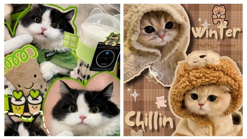 Hình ảnh avatar mèo đáng yêu cho tín đồ yêu mèo