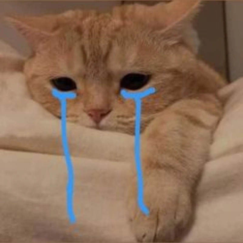 Xem khóc meme mèo cute mà lòng thổn thức
