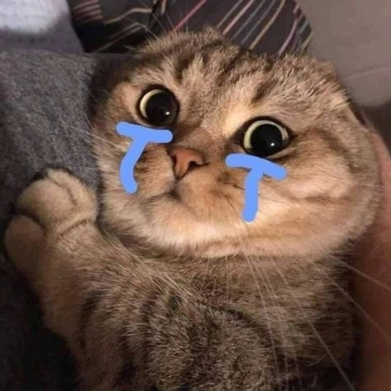 Một bức khóc meme mèo buồn đầy cảm xúc