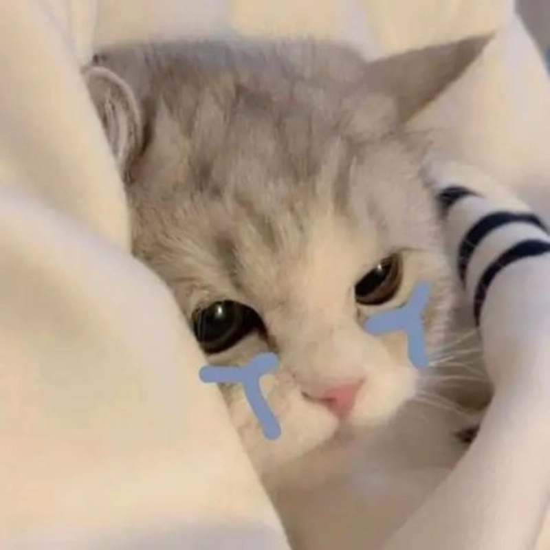 Nhìn ảnh mèo cute khóc mà thương ghê
