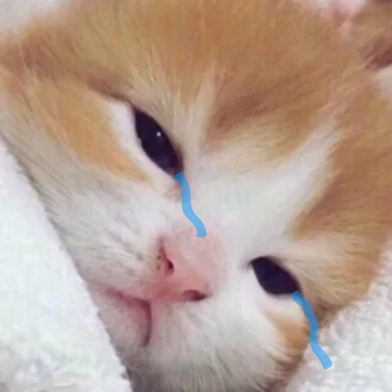 Một ảnh mèo khóc cute đúng tâm trạng hôm nay