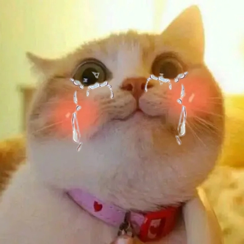 Đây là mèo khóc cute phiên bản dễ thương nhất