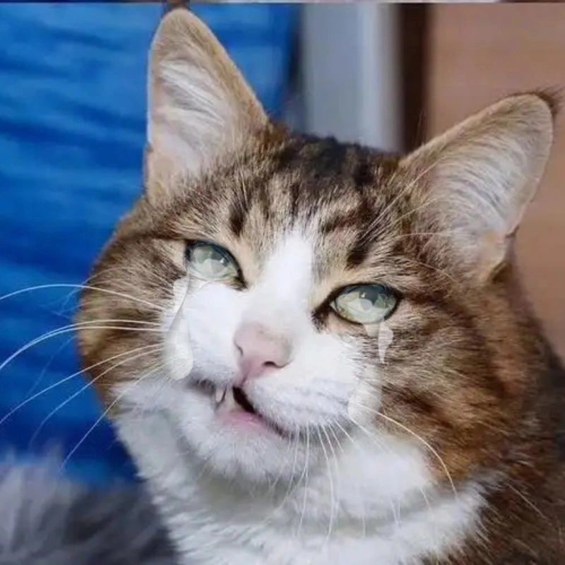 Khi bạn gục ngã mèo khóc meme mèo khóc