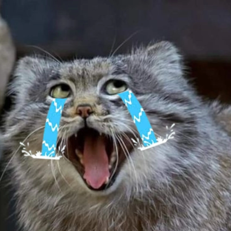 Một chiếc mèo khóc thét meme mèo khóc thét siêu hot