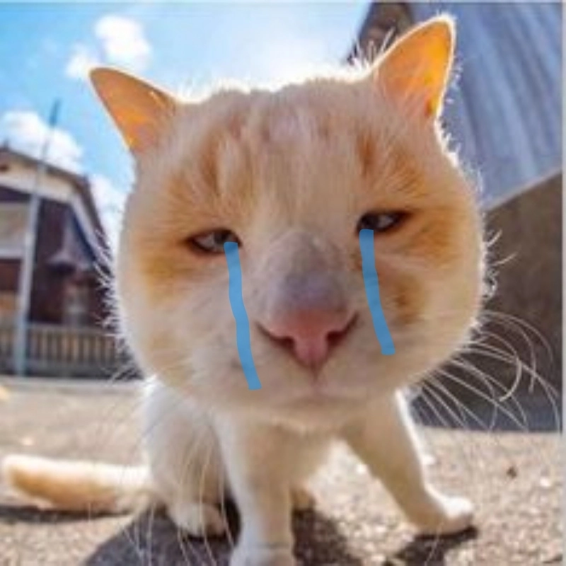 Đậm chất meo khoc ảnh chế meme mèo bựa siêu hài