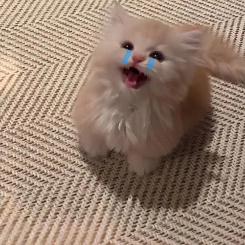 Khi bạn khóc cạn nước mắt khóc meme mèo cười